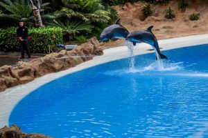 Read more about the article Aqualand Tenerife – What you need to know before you visit (Tips & Deals)