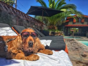 Read more about the article Top 10 Dog friendly hotels lake district UK.