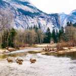 Yosemite Wildlive